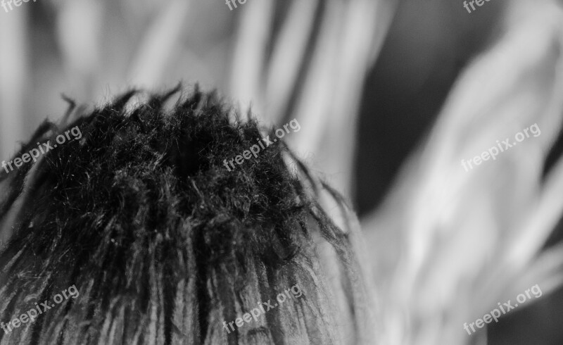 Protea Flower Black And White Nature Plant