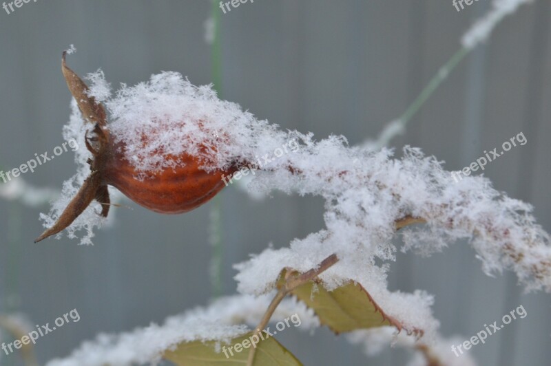 Frost Snow Bush Berry Rose Hip