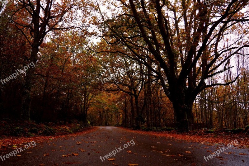 Autumn Road Trees Galicia Ourense