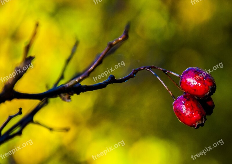 Nature Forest Castle Olsztyn Alive Color