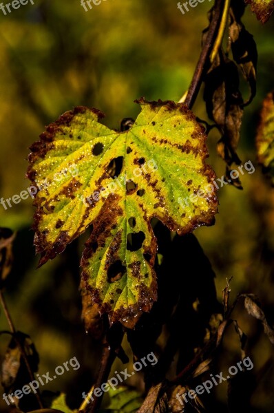 Nature Forest Castle Olsztyn Alive Color