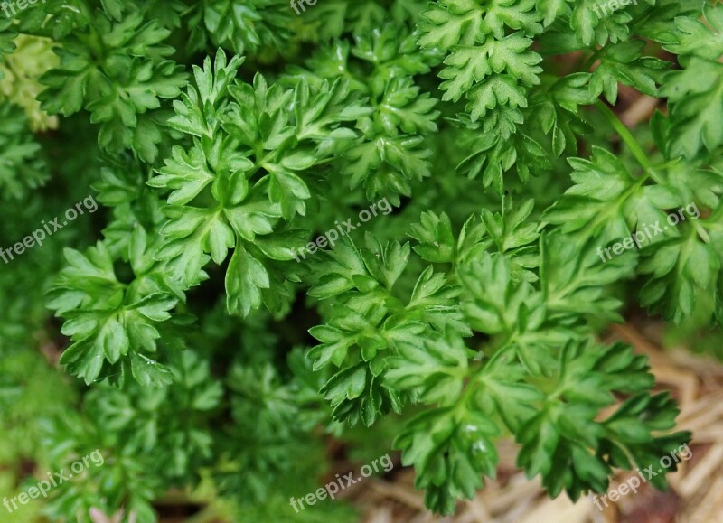 Chervil Herb Plant Garden Food