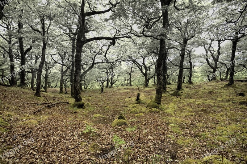 Deforestation Forest Oak Nature Environment