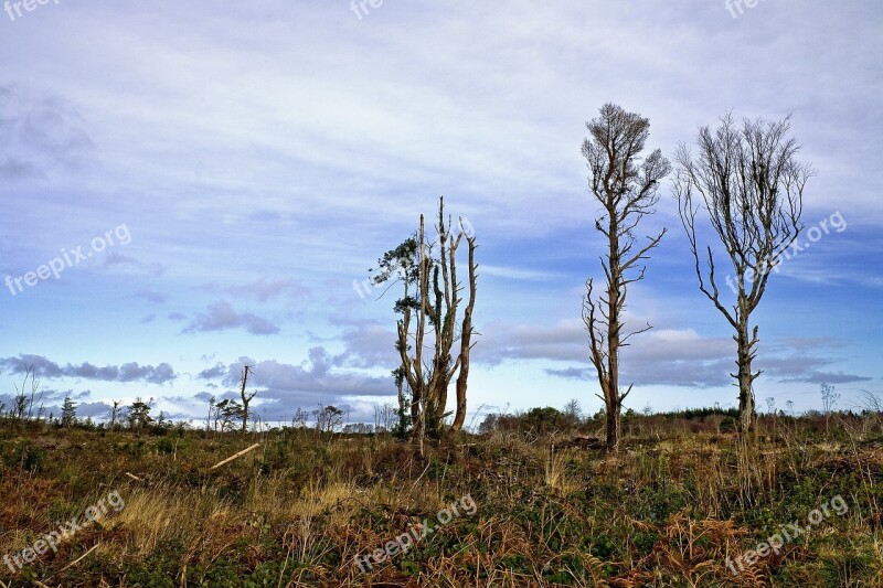 Deforestation Tree Nature Forest Environment