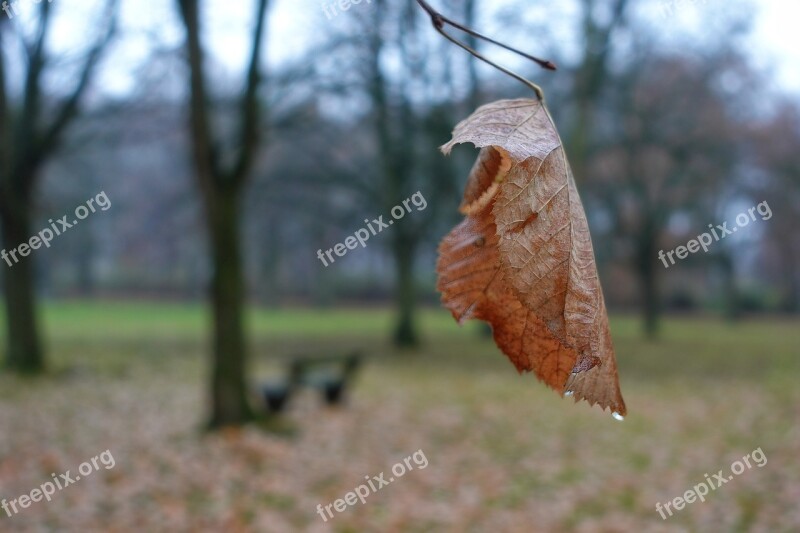 Autumn Leaves Leaf Fall Foliage Melancholy