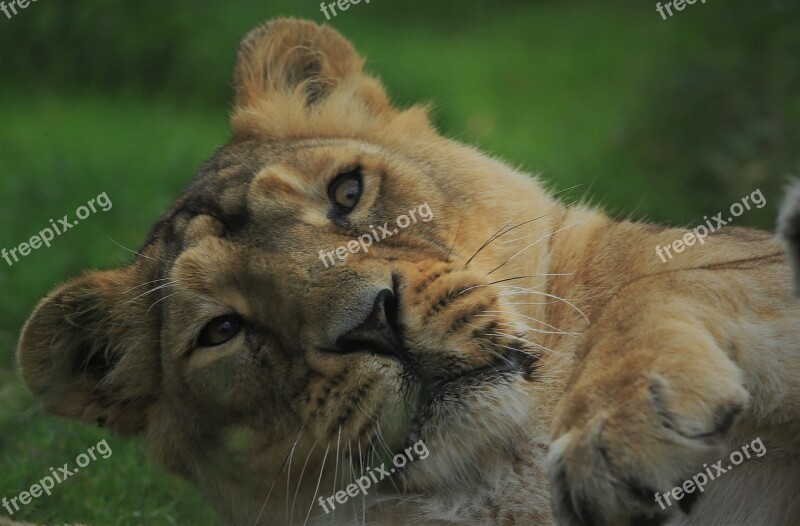 Lioness Nature Wild Free Photos