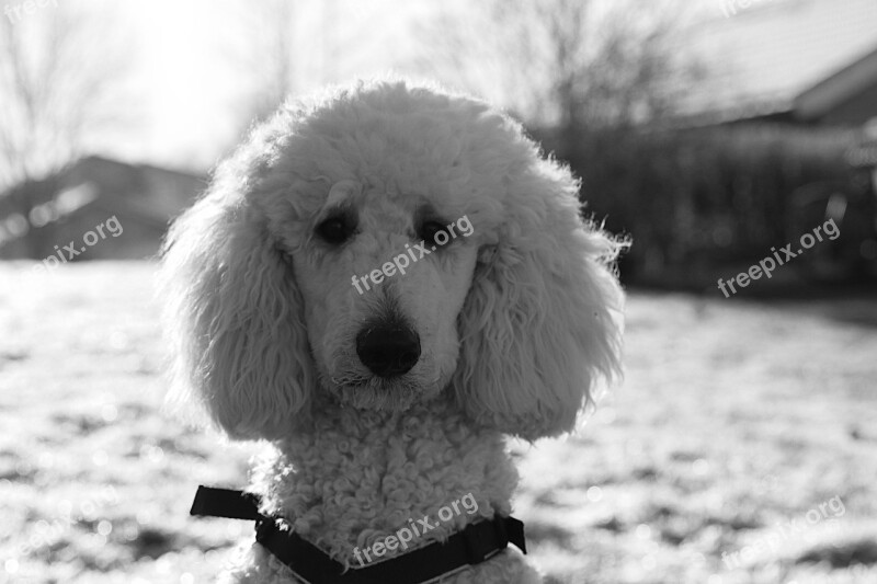 Dog Poodle White Animal Pet