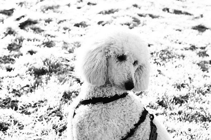 Dog Poodle White Animal Pet