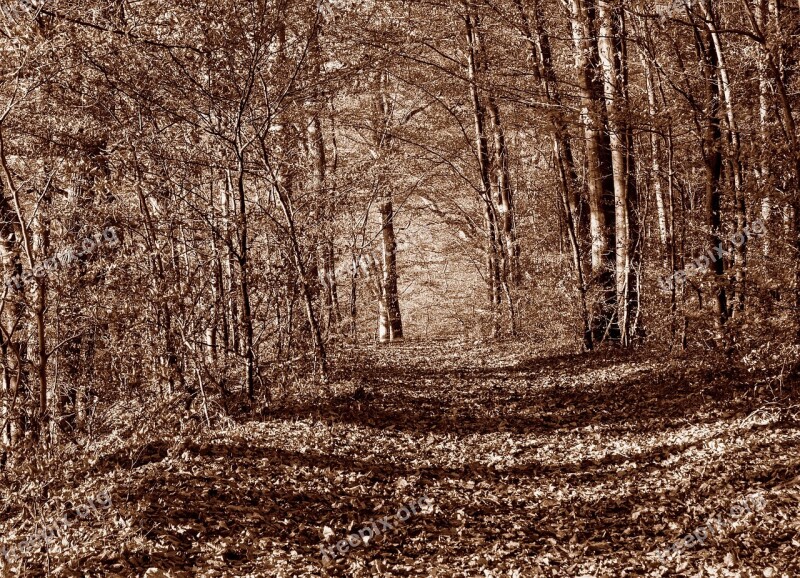 Deciduous Forest Autumn Forest Trees Forest Path