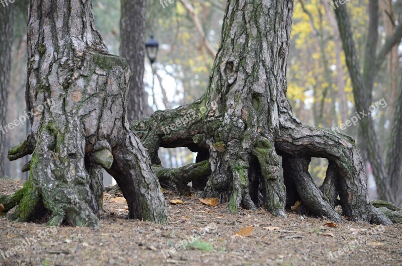 Forest Pine Wood Ciechocinek Free Photos