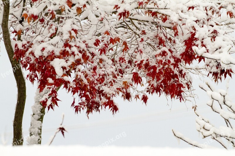 Snow Winter Winter Landscapes Autumn Leaves Free Photos