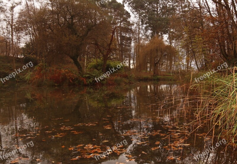 Autumn Forest Pond Trees Leaves