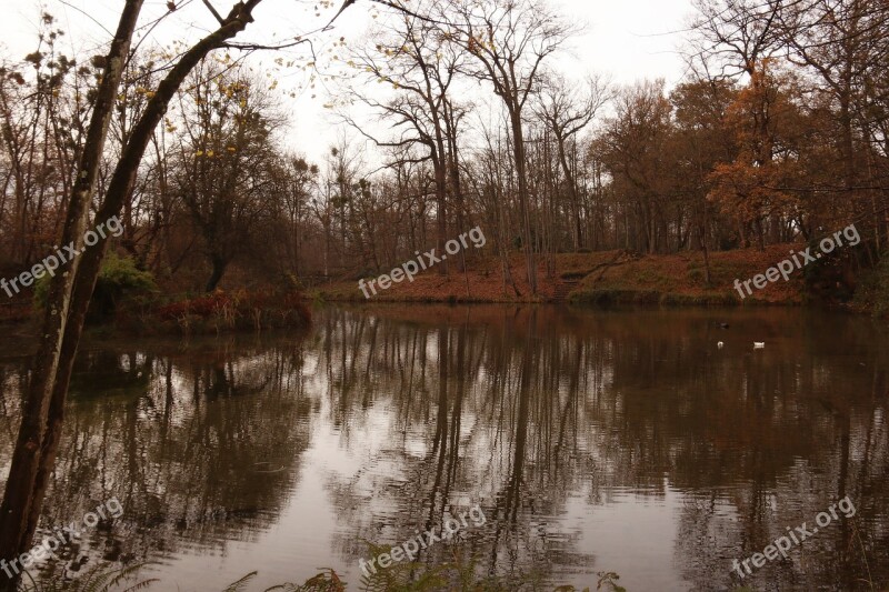 Autumn Forest Pond Trees Leaves