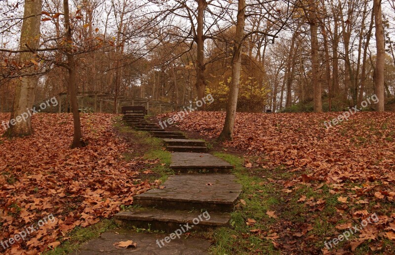 Autumn Forest Pond Trees Leaves