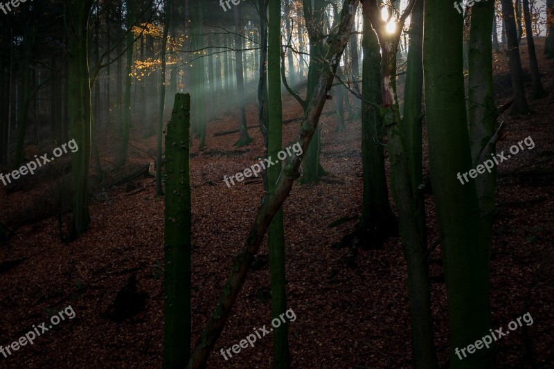 Forest Light Beam Nature Trees Light