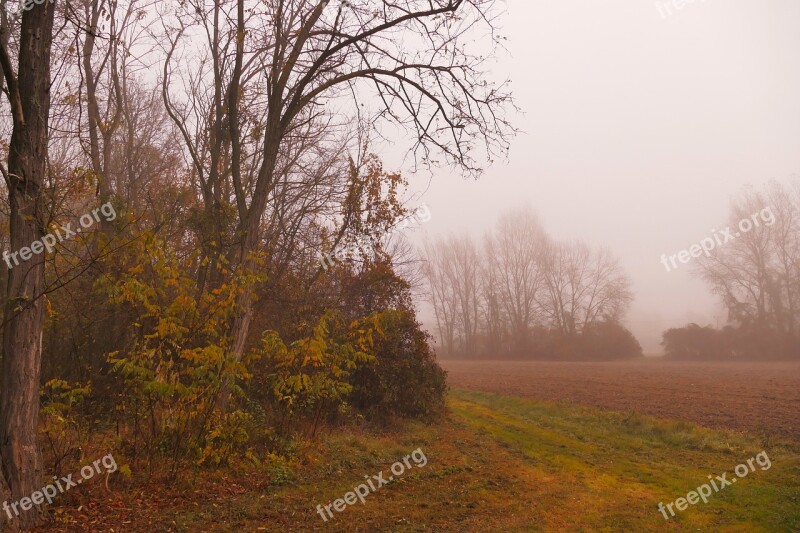 Nature Forest Country Trees The Fog