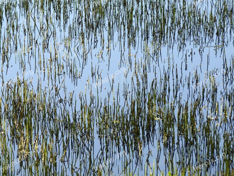 Abstract Horsetails Aquatic Plants Aquatic Nature