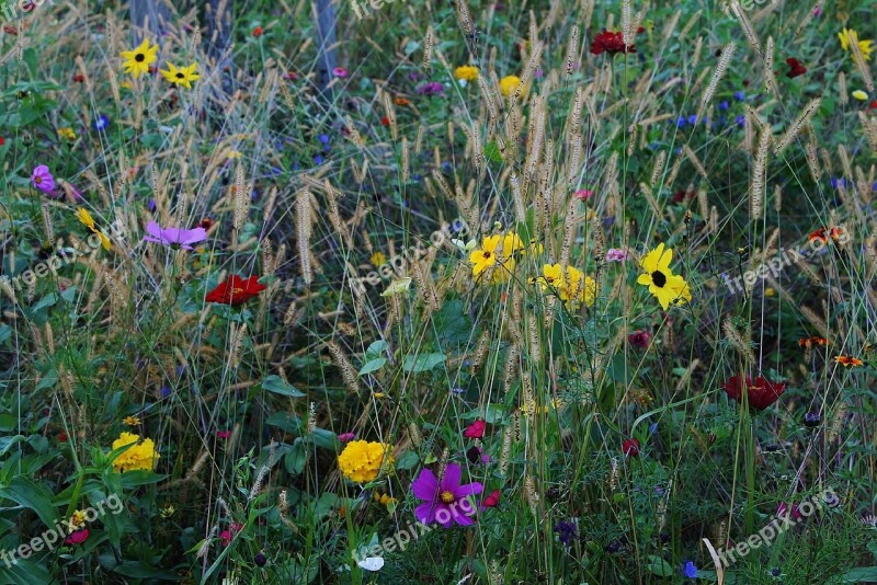 Flowers Wild Flowers Flower Meadow Summer Summer Meadow