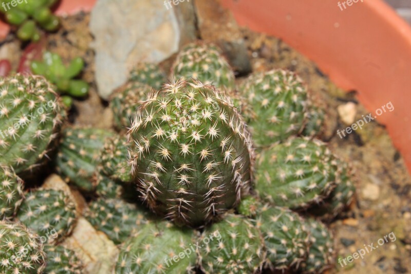 Cactus Crass Succulent Plant Thorns