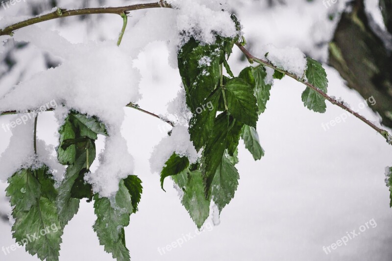 Freezing The First Snow Nature The Bushes