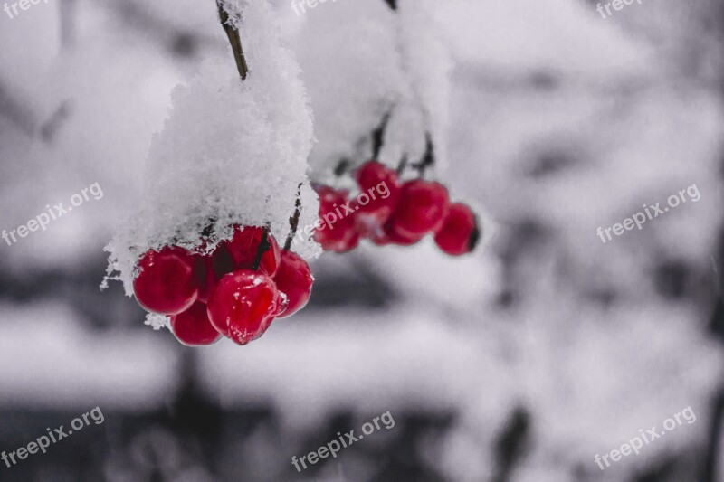 Berry Frost Snow Nature Winter