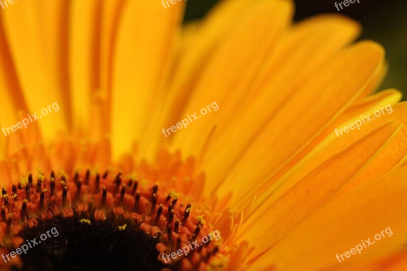 Gerbera Yellow Macro Flower Blossom