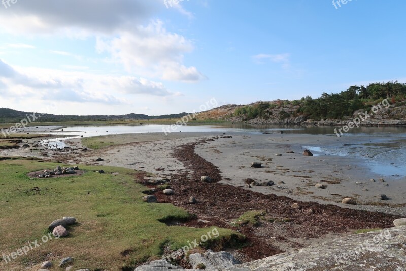 Beach Seaweed Sea Water Coastal