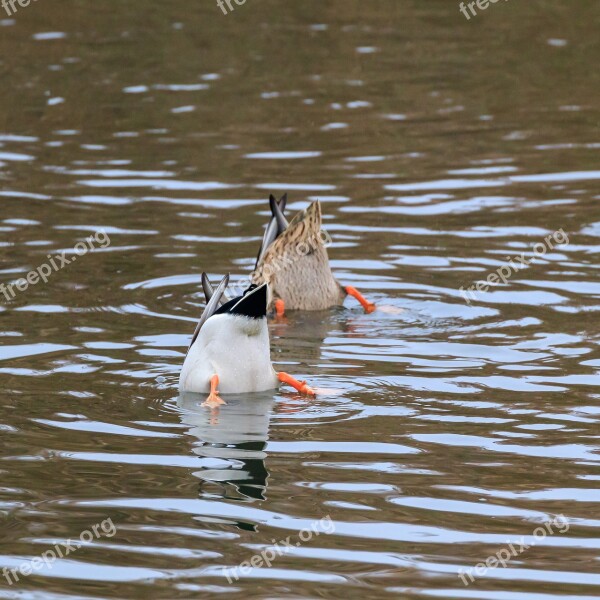 Duck Diving Truly Children's Song Animal World