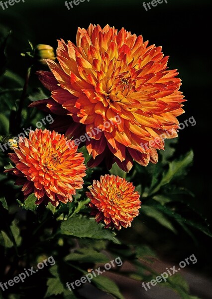 Flower Large Flower Georgia Petals Orange