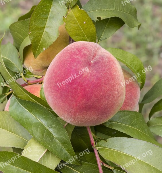 Peach Autumn Rack Fruit Stone Mature