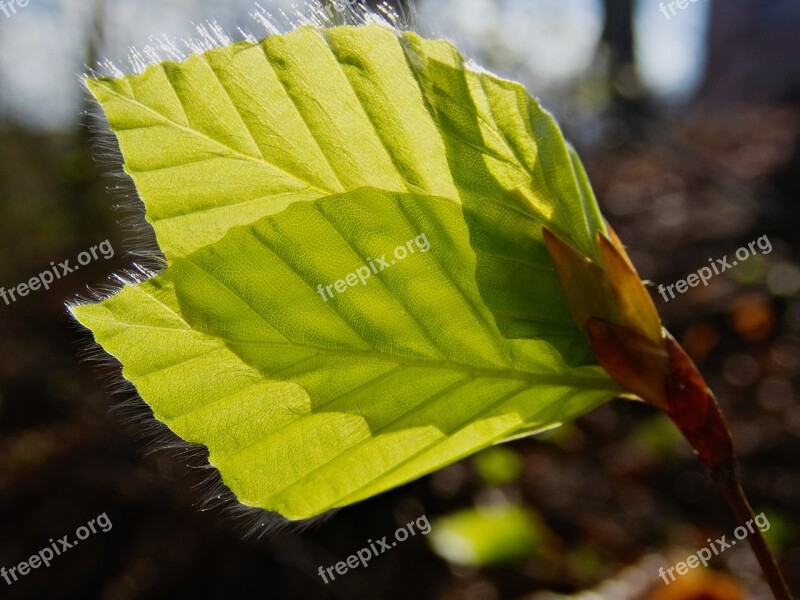 Leaf Leaves Beech Leaf Beech Single-sheet