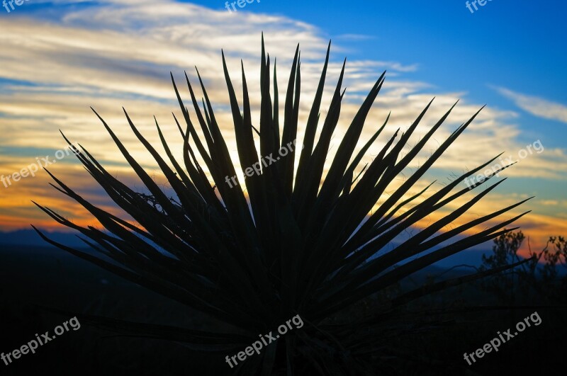 Yucca Against New Mexico Sunset Sunset Yucca Outdoor West