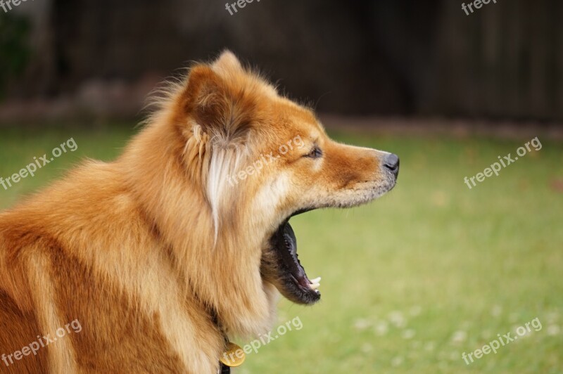 Chow Chow Dog Chow Chow-chow Yawning