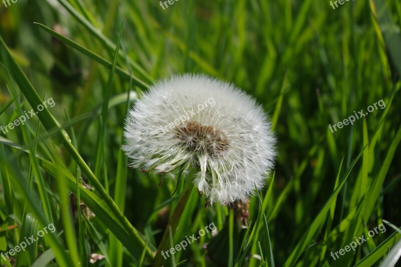 Dandelion Summer Garden Lint Free Photos