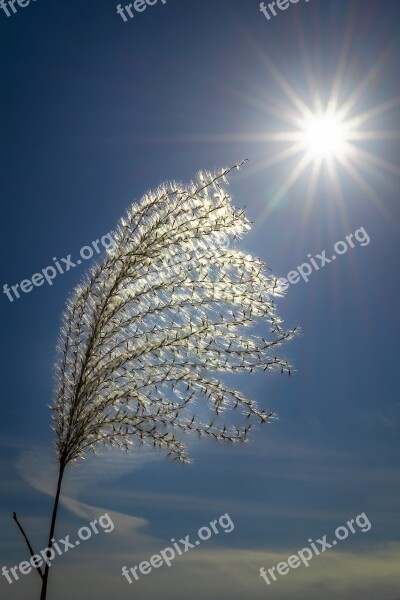 Silver Grass Autumn Reed Plants Nature