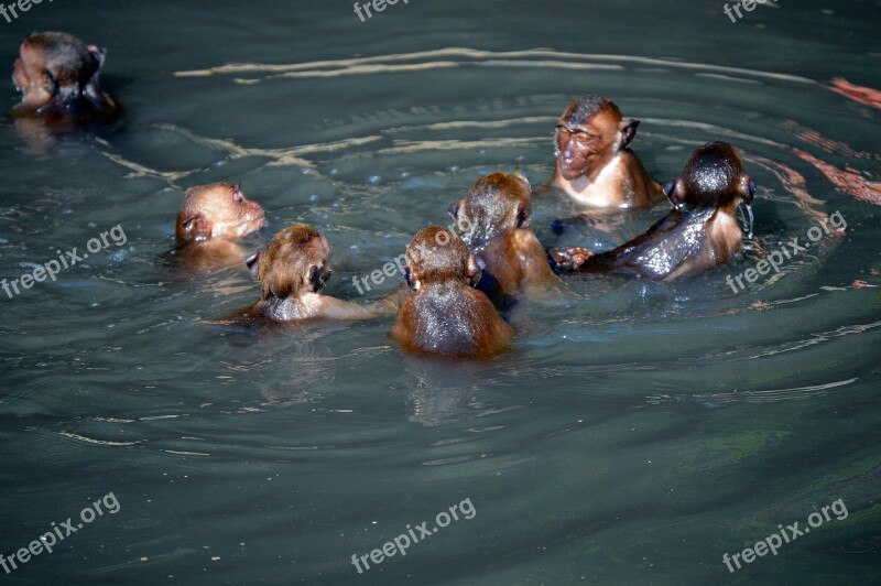 Thailand Ape Nature Monkey Animal