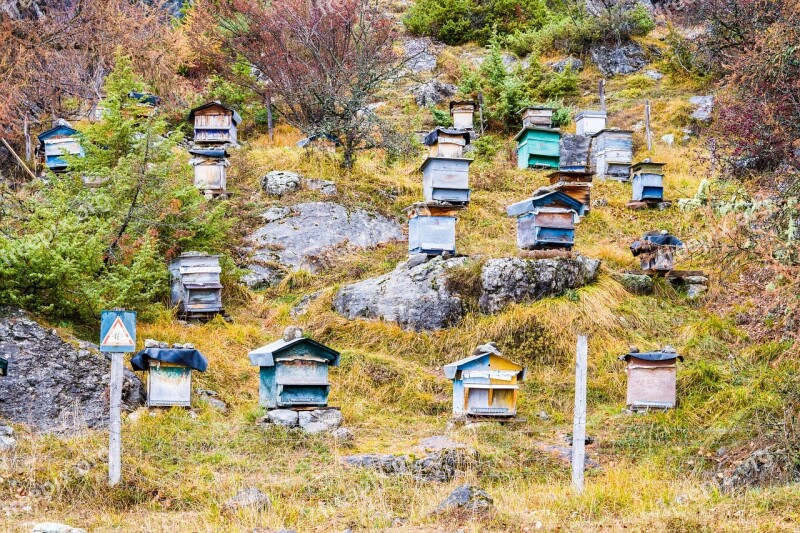 Hive Honey Bee Mountain Beekeeping