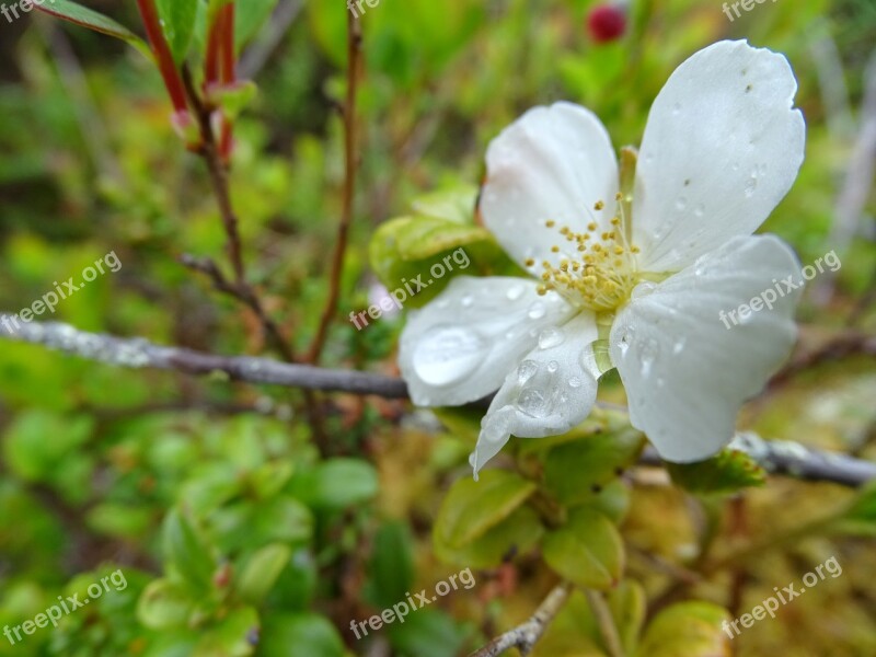 Flowers Karelia Bloom White Free Photos