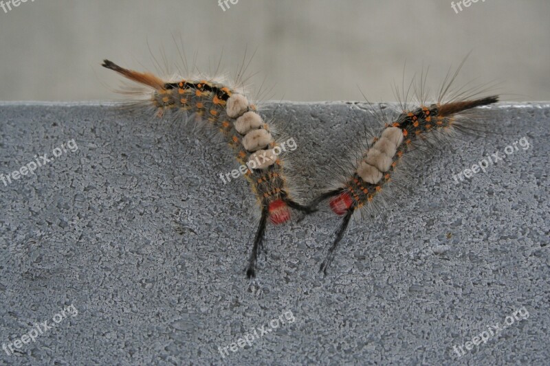 Insect Bug Caterpillar Nature Picnic