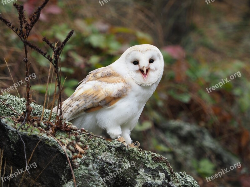 Bird Animal Owl Barn Owl Wings