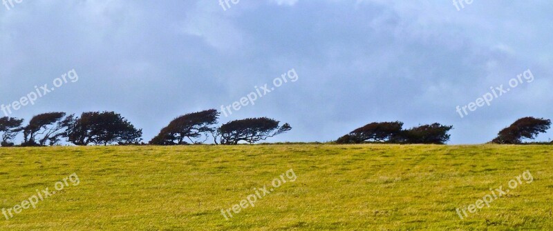 Trees Windswept Horizon Paddock Atmosphere