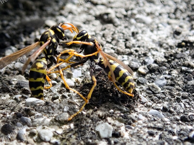 Wasps Insect Fight Argue Dispute