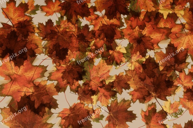 Maple Leaves Background Pattern Motif