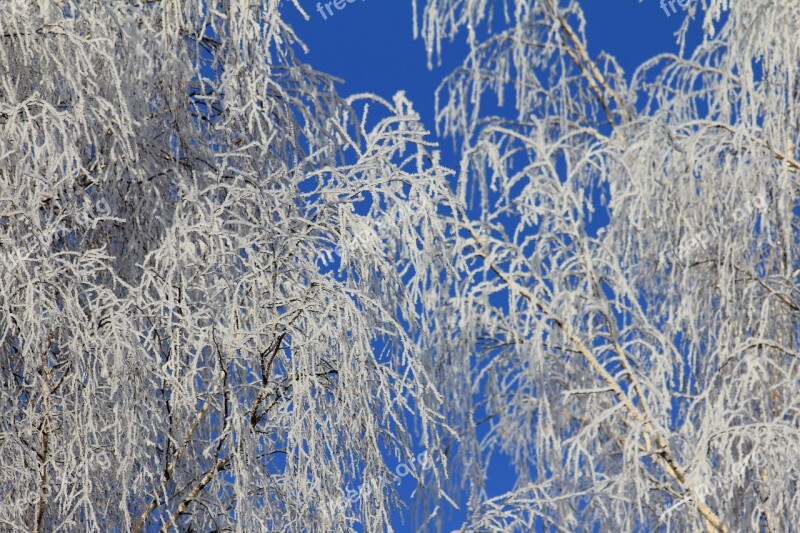 Tree Snow Winter Nature Frost