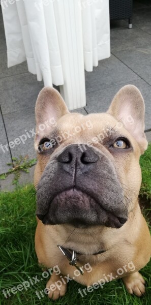 French Bulldog Grass Brown Free Photos