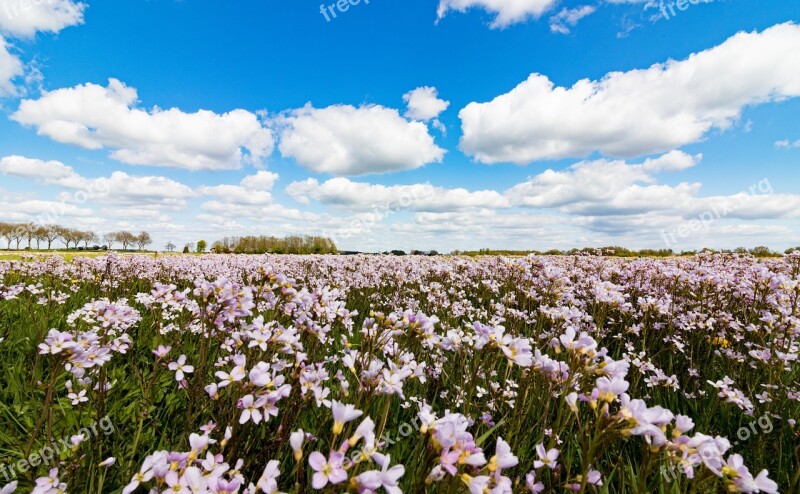 Cuckoo Violet Netherlands Flowers Hanotterblom