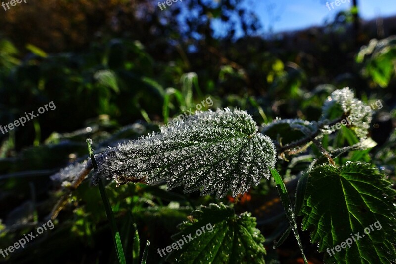 Brennessel Meadow Nature Leaf Grass