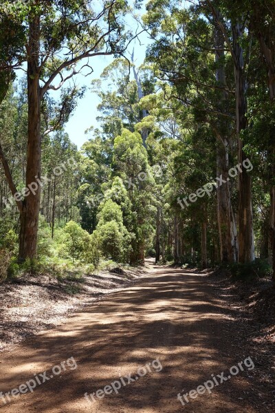 West Australia Gravel Road Forest Path Forest Avenue Free Photos