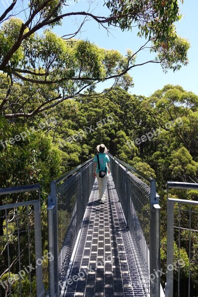 Tree Top Walk West Australia Forest Abyss Bridge