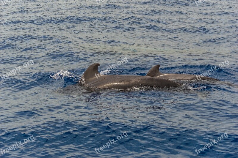 Ocean Sea Fish Dolphins Mlekopitayuschie